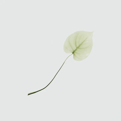 leaf decoration