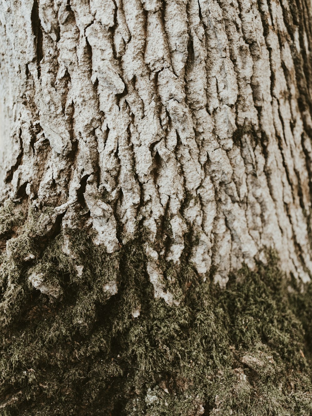 grey tree trunk