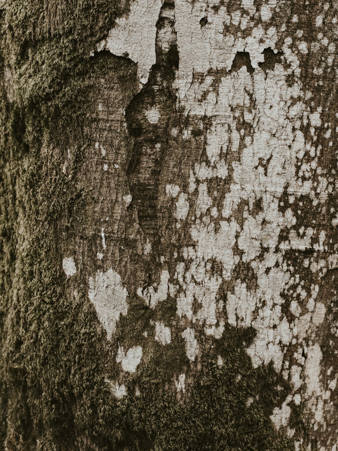 brown and white tree bark