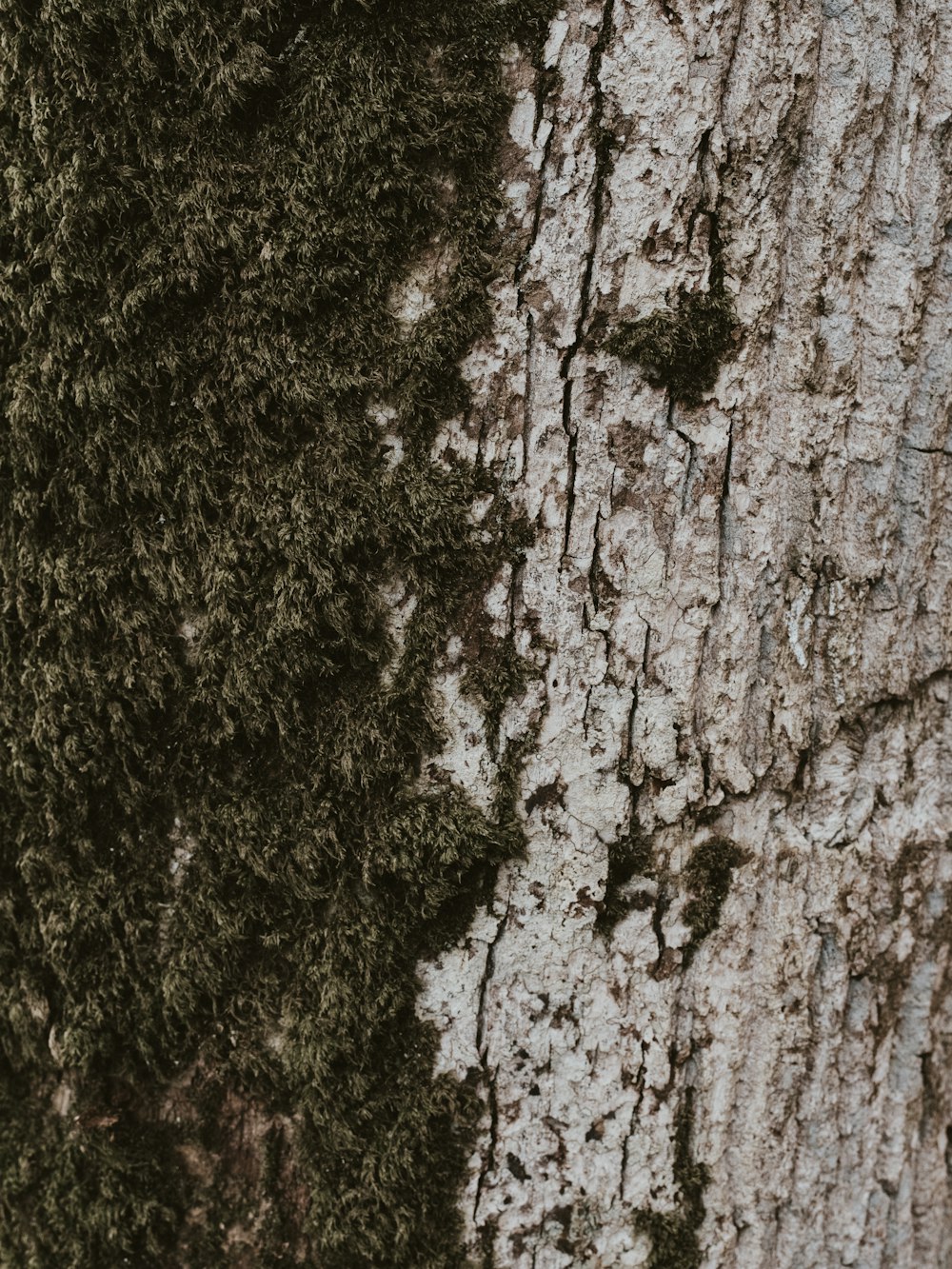 a close up of the bark of a tree