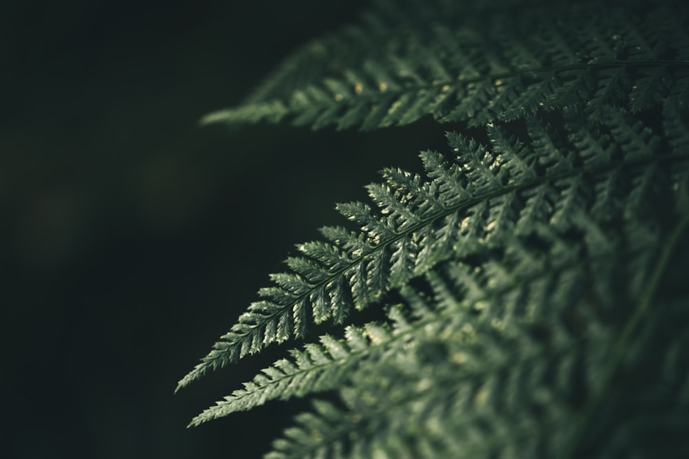 macro photography of green fern leaf