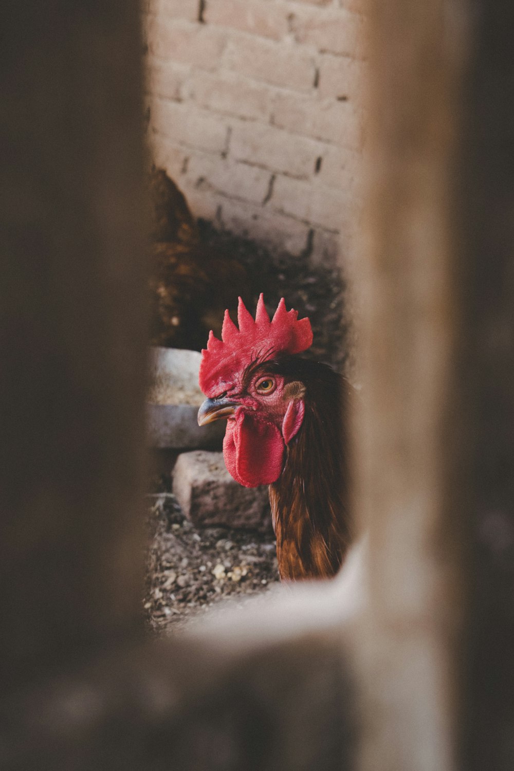 brown rooster outdoor during daytime