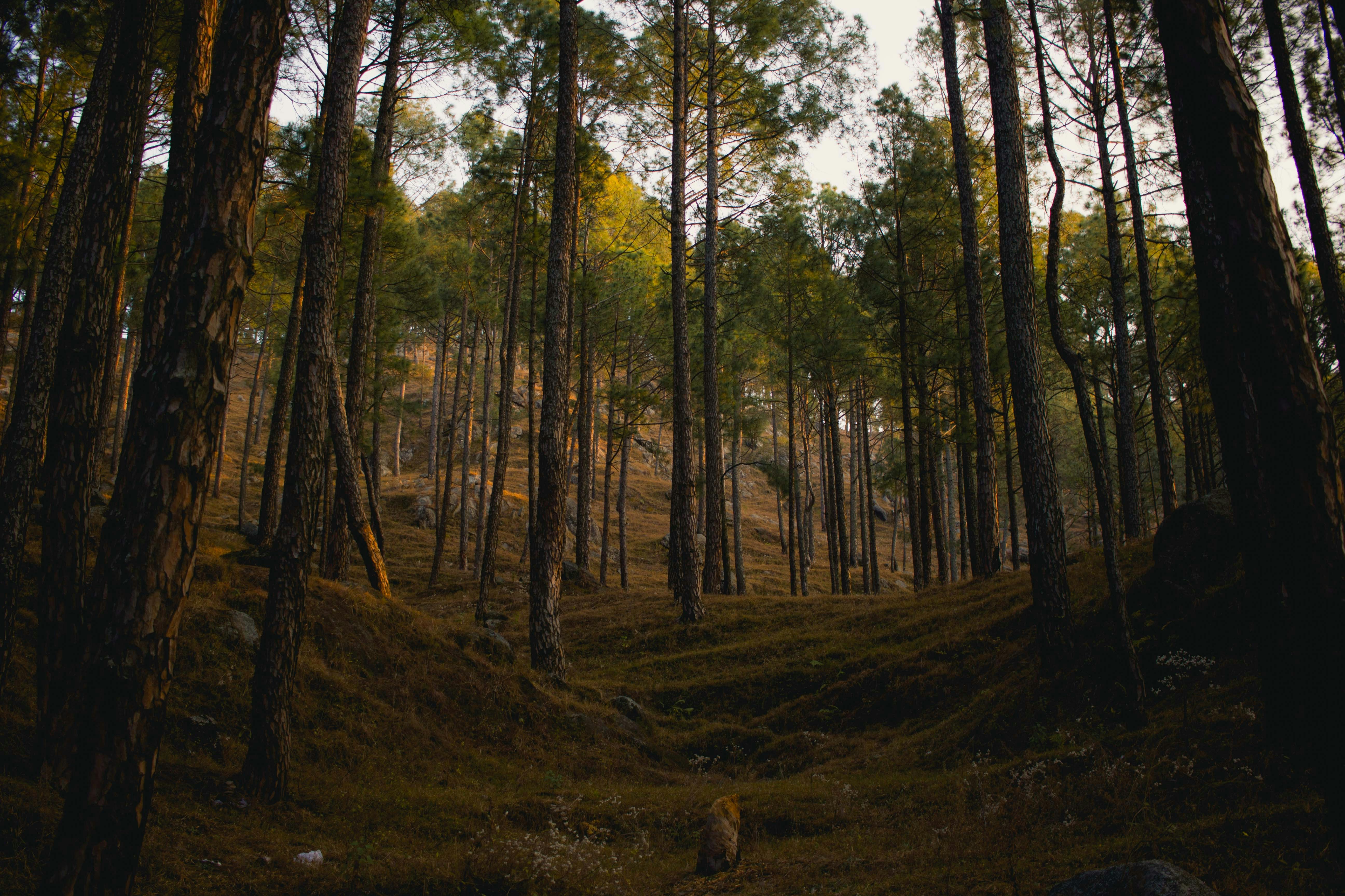 Photo by thefakebhogra
