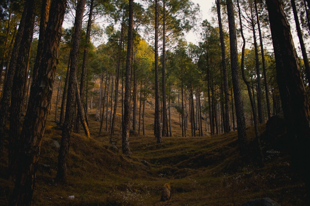 green trees in forest