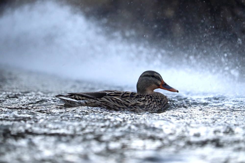 mallard duck resting on ground