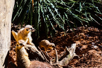 Three meerkats are gathered on a sunlit, earthy terrain, surrounded by large green leaves and a wooden log. Their attentive posture suggests alertness as they look around in different directions.