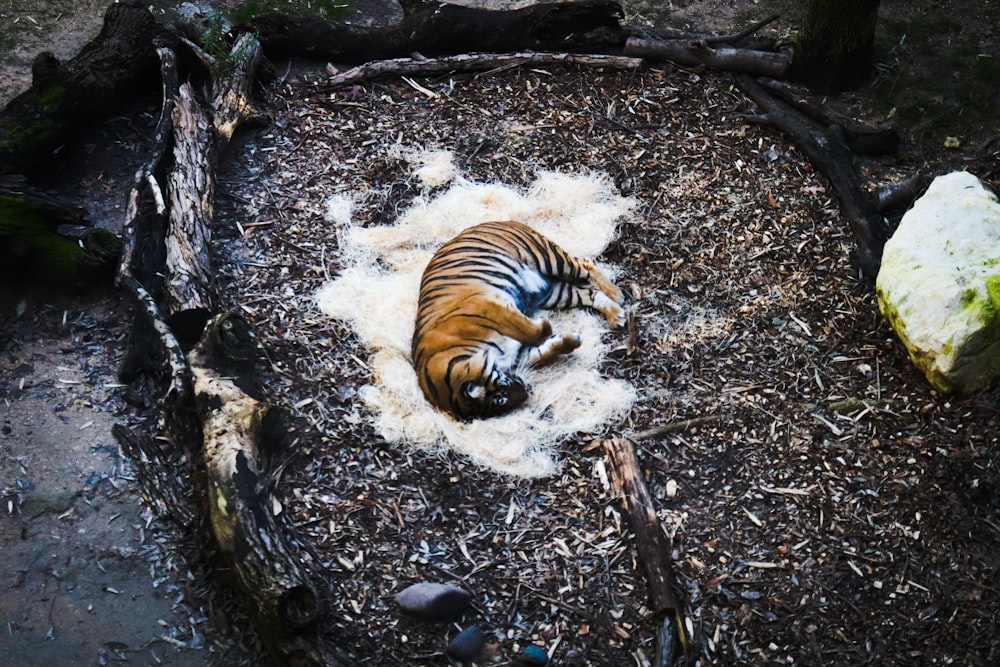 brown and black tiger lying on ground