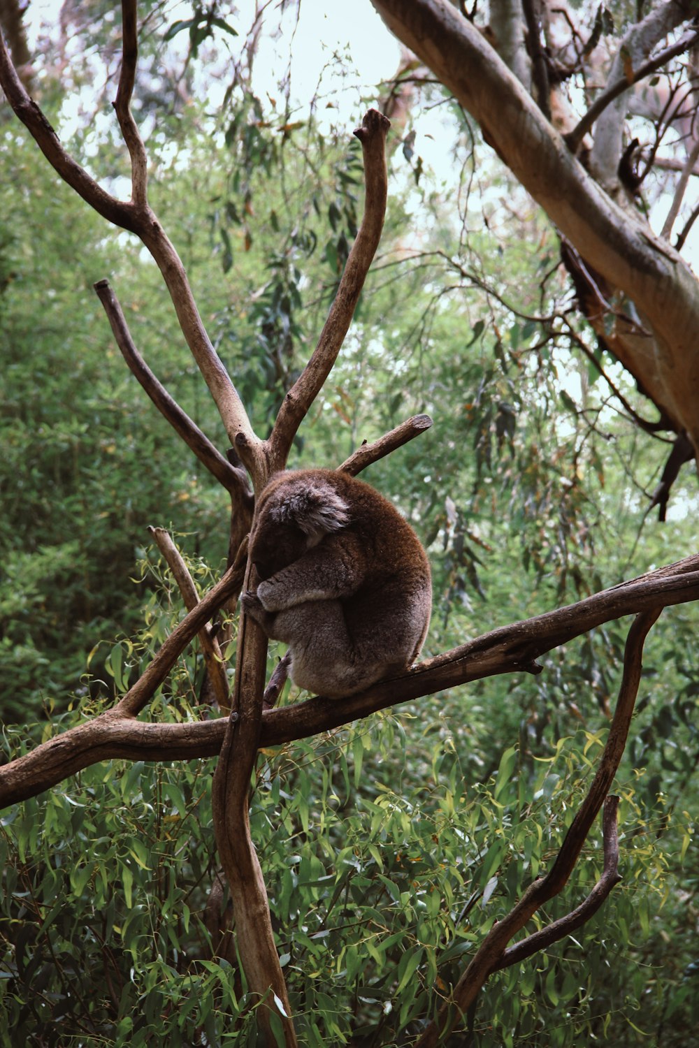 singe brun assis sur des branches