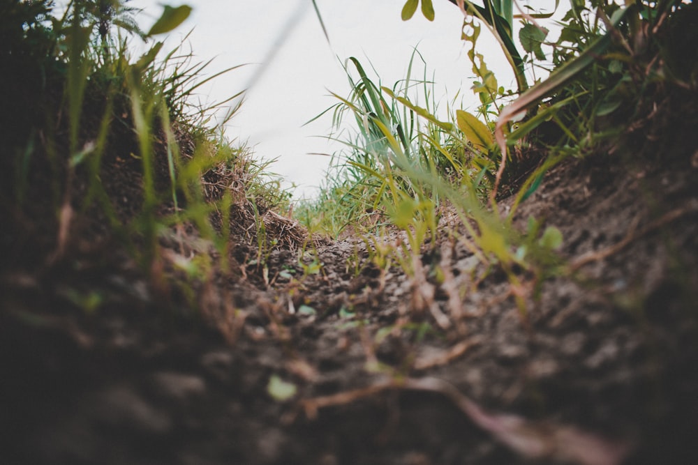 close-up photo of grass on ground