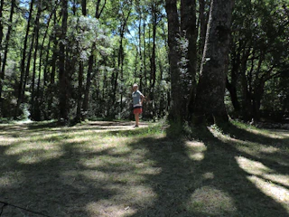 A sunlit forest clearing with a lone figure standing amidst tall trees.