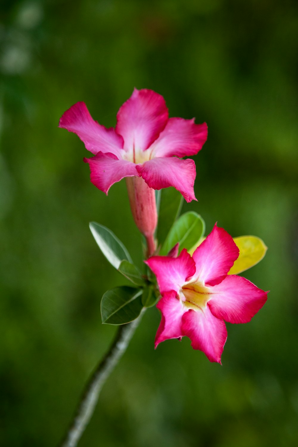 two pink flowers