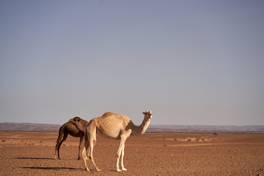 camel standing at the desert