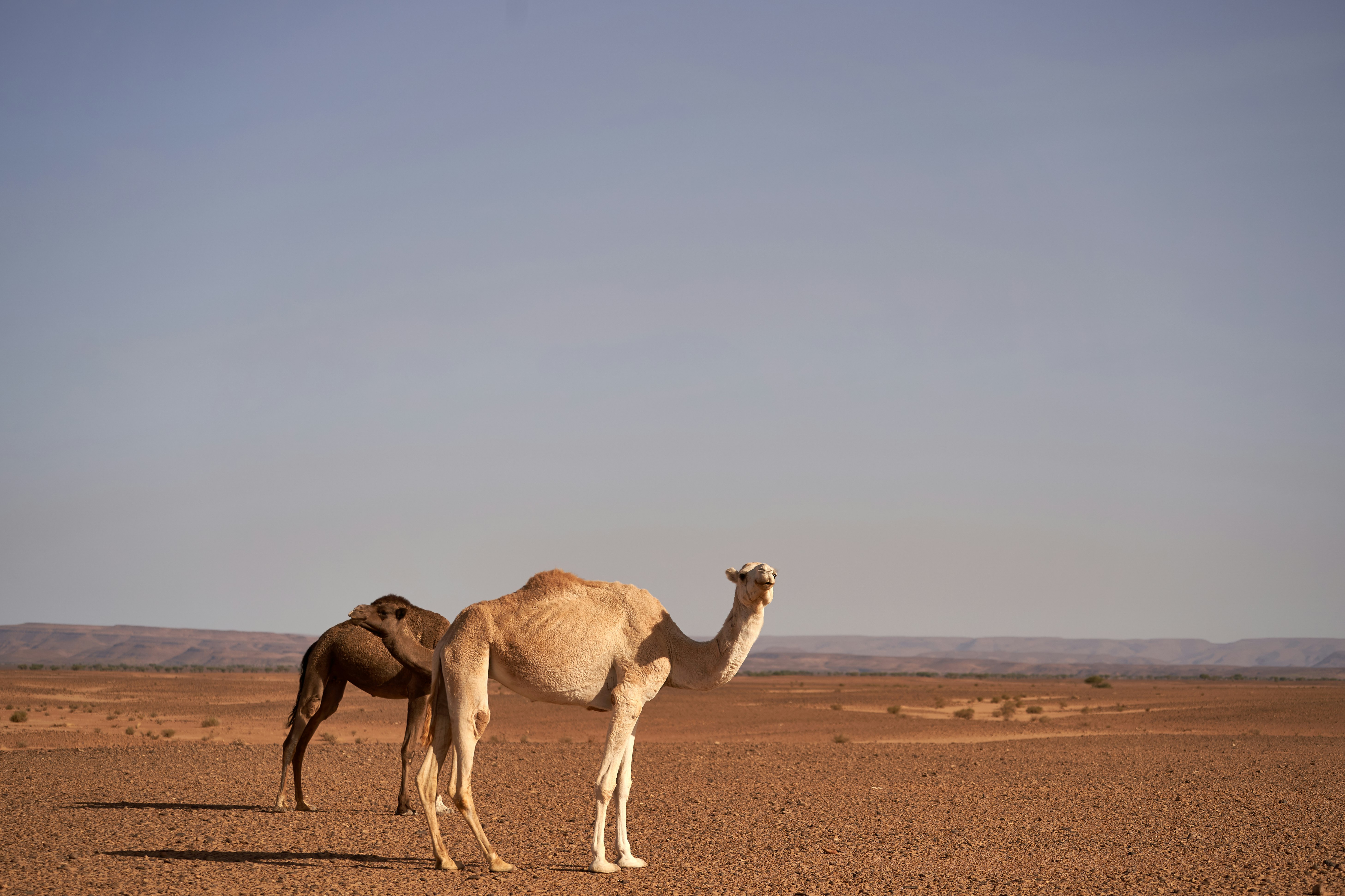 camel standing at the desert