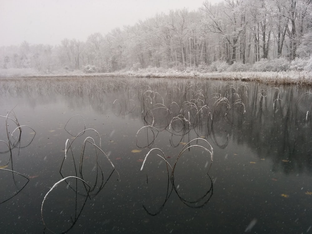 calmo specchio d'acqua vicino agli alberi circondati dalla neve