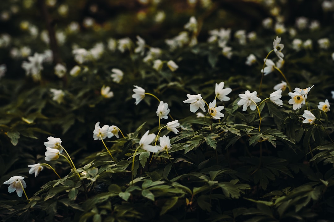 selective focus photography of white petaled flower