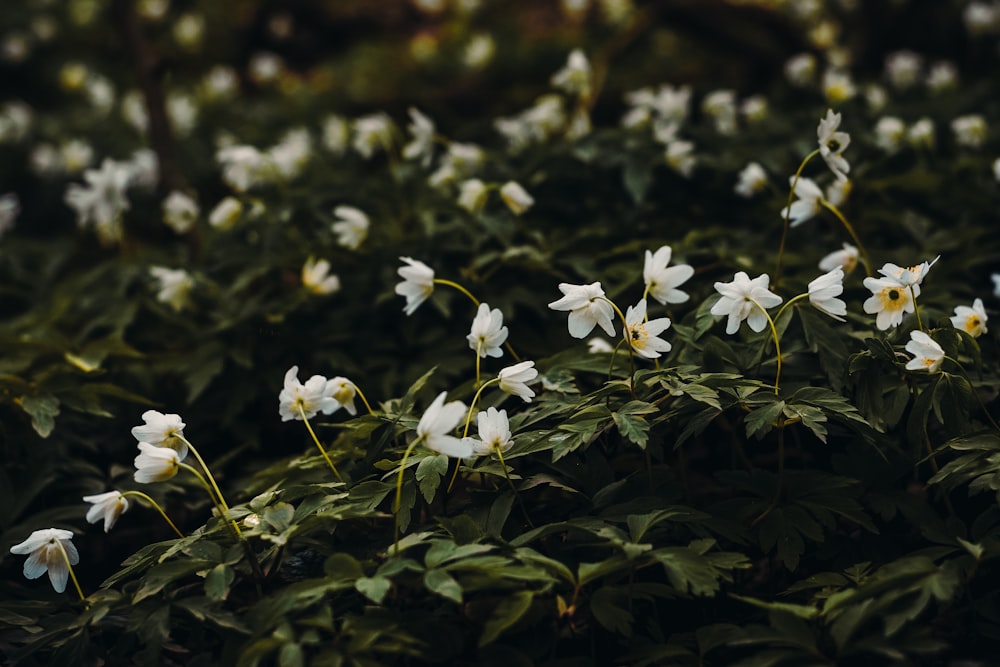 selective focus photography of white petaled flower