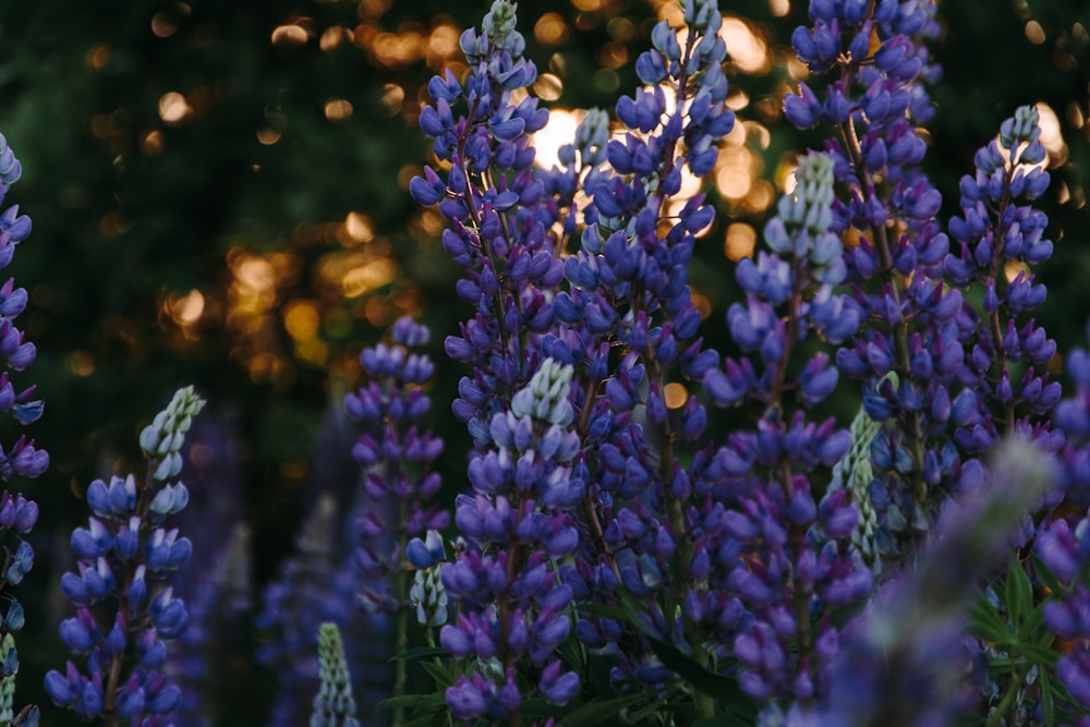 purple flower lot