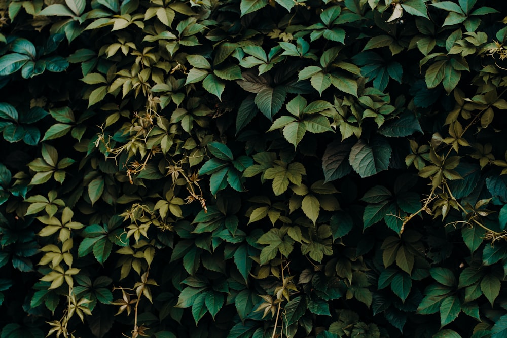 green leaves