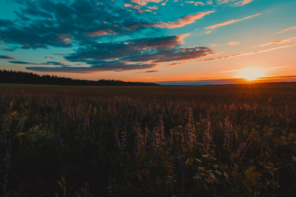 grass field during golden hour