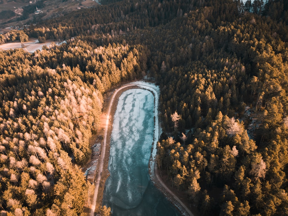 aerial photography of trees