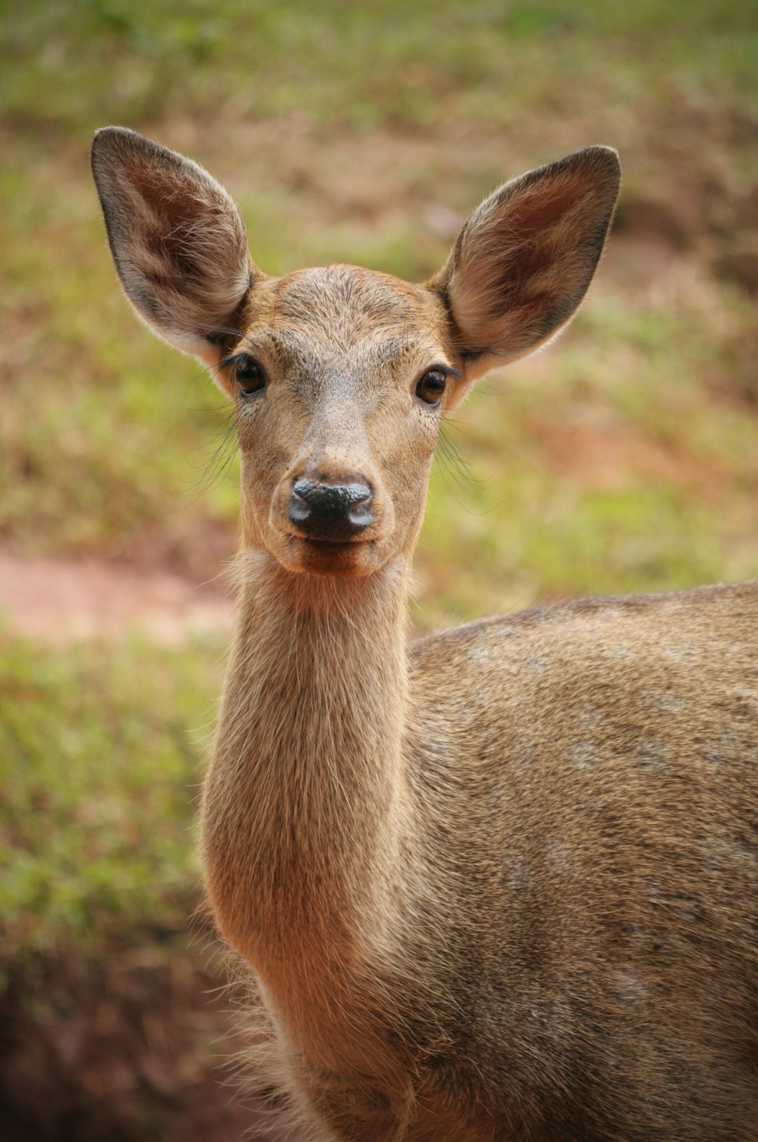 selective focus photography of brown deer