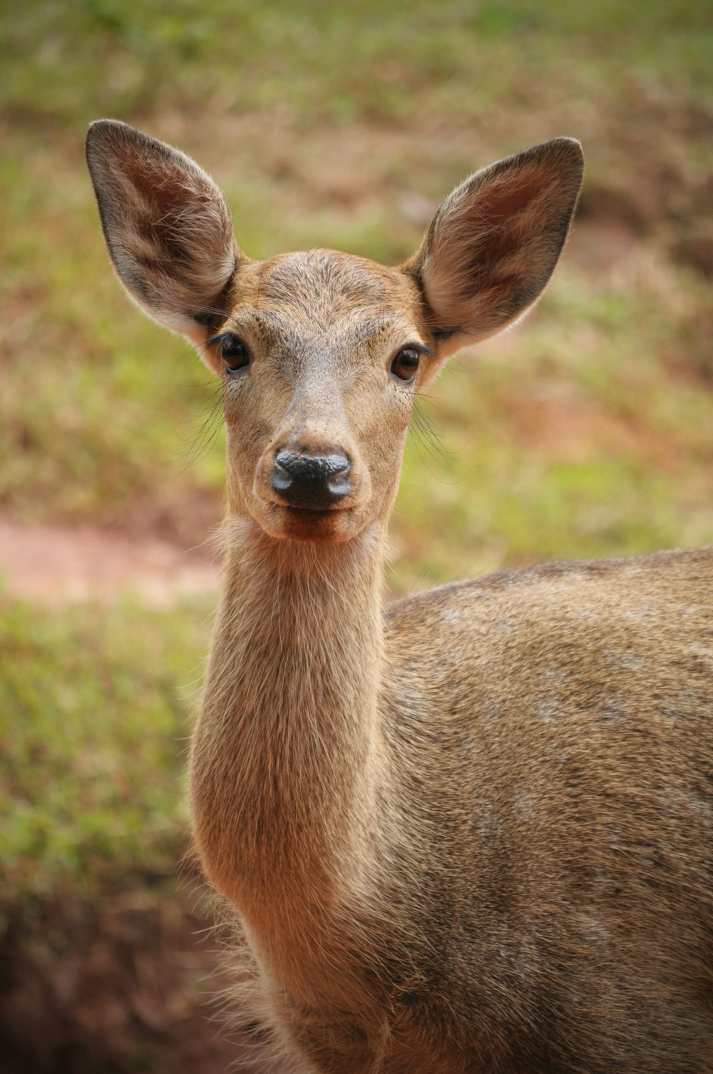 selective focus photography of brown deer