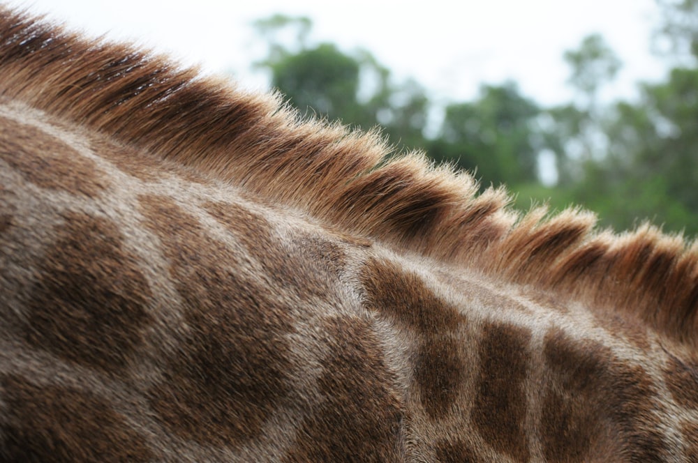 brown giraffe neck during daytime