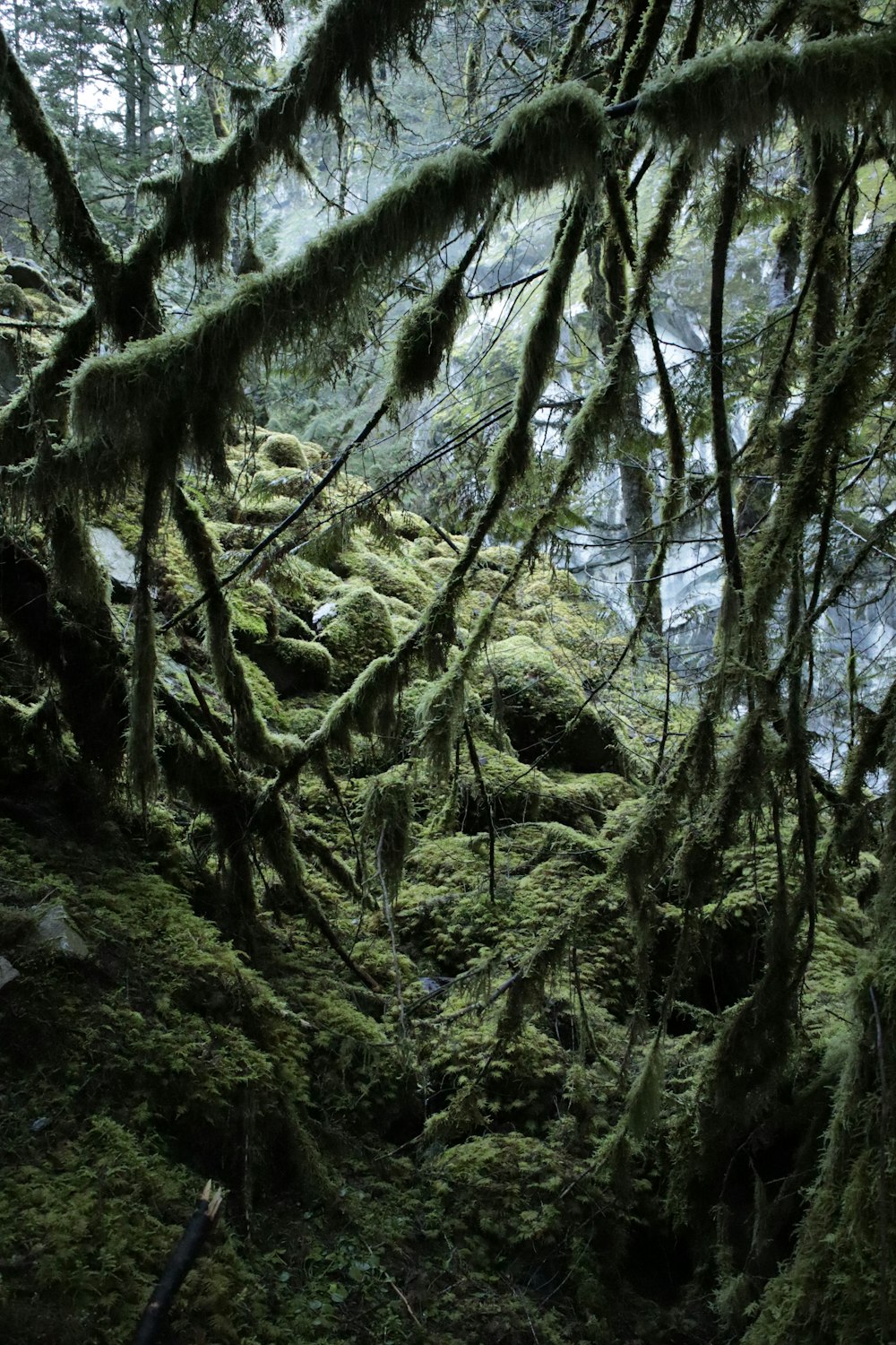 moist branches