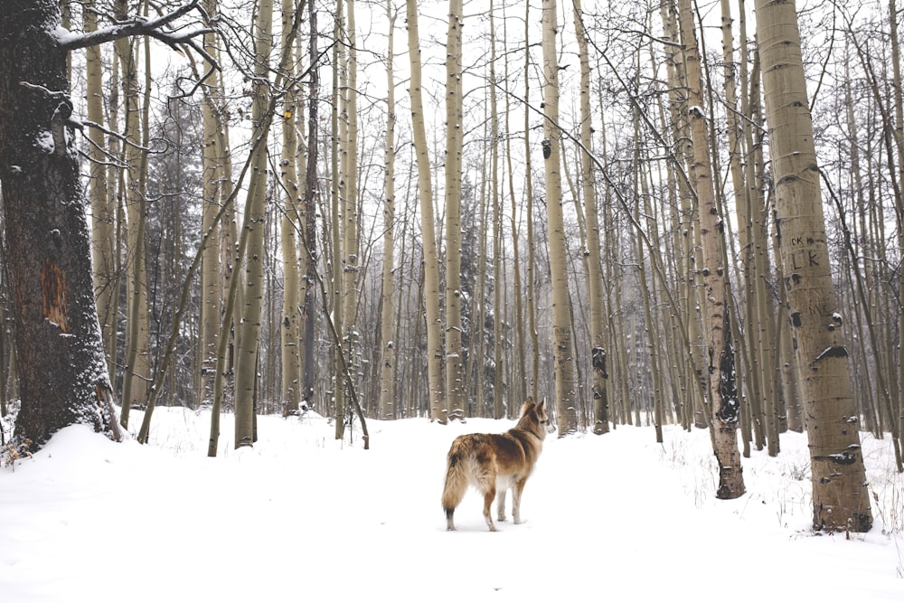 brown wolf on snow covered ground