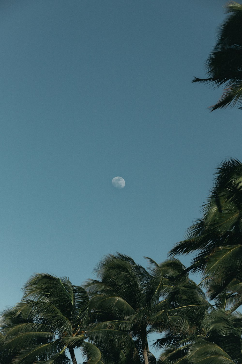 green coconut trees under blue sky