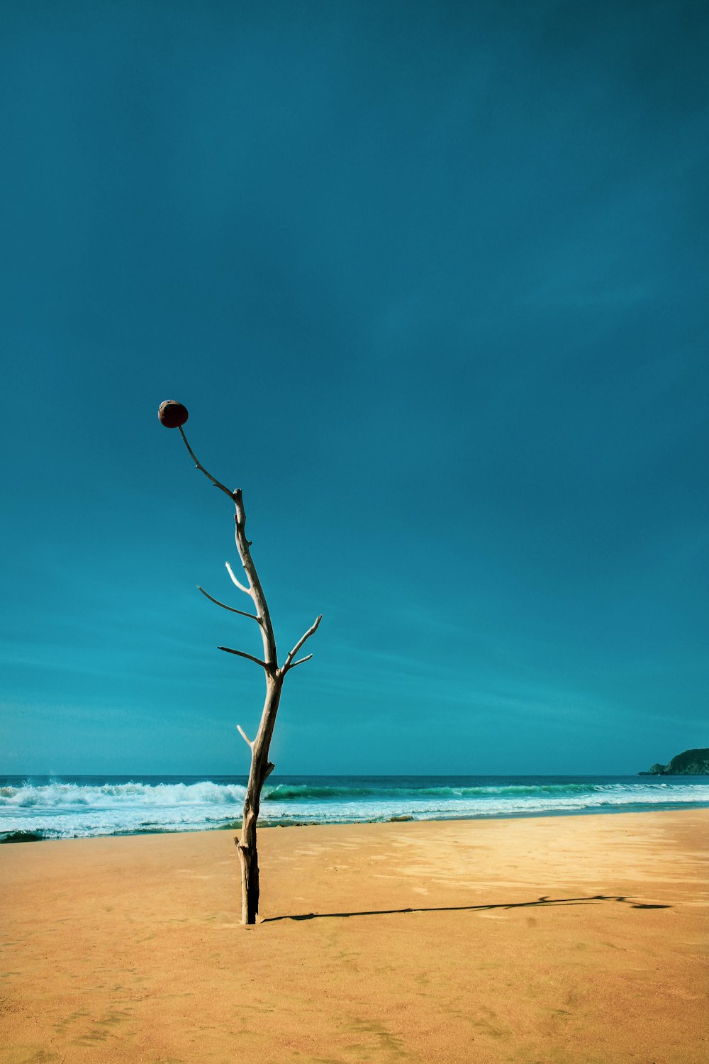 brown tree beside sea during daytime