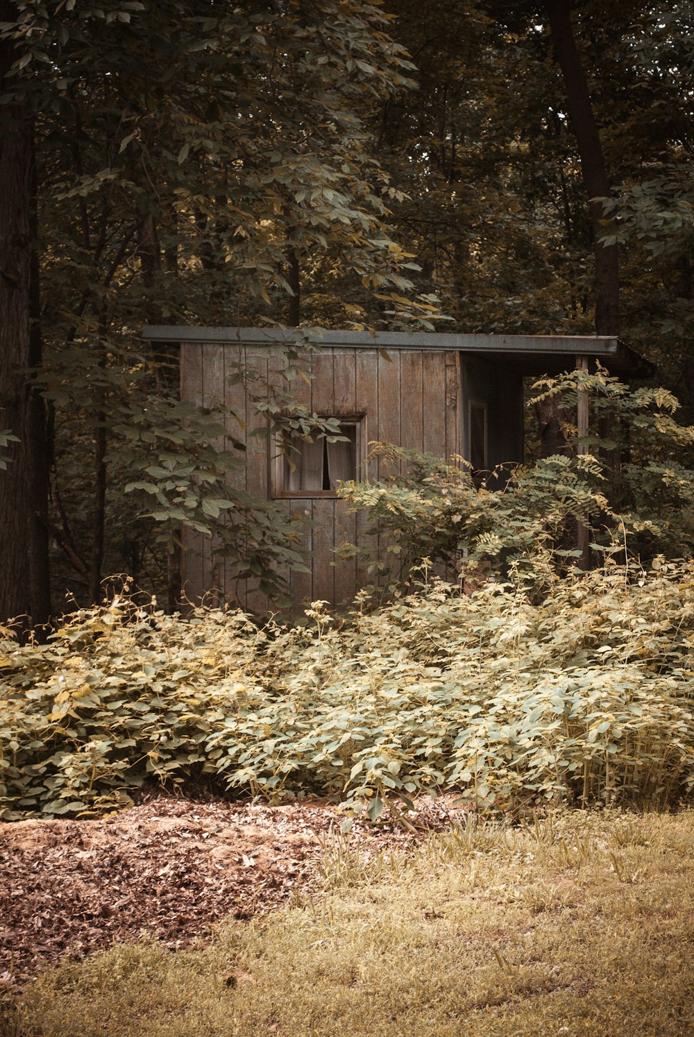brown wooden cabin beside trees
