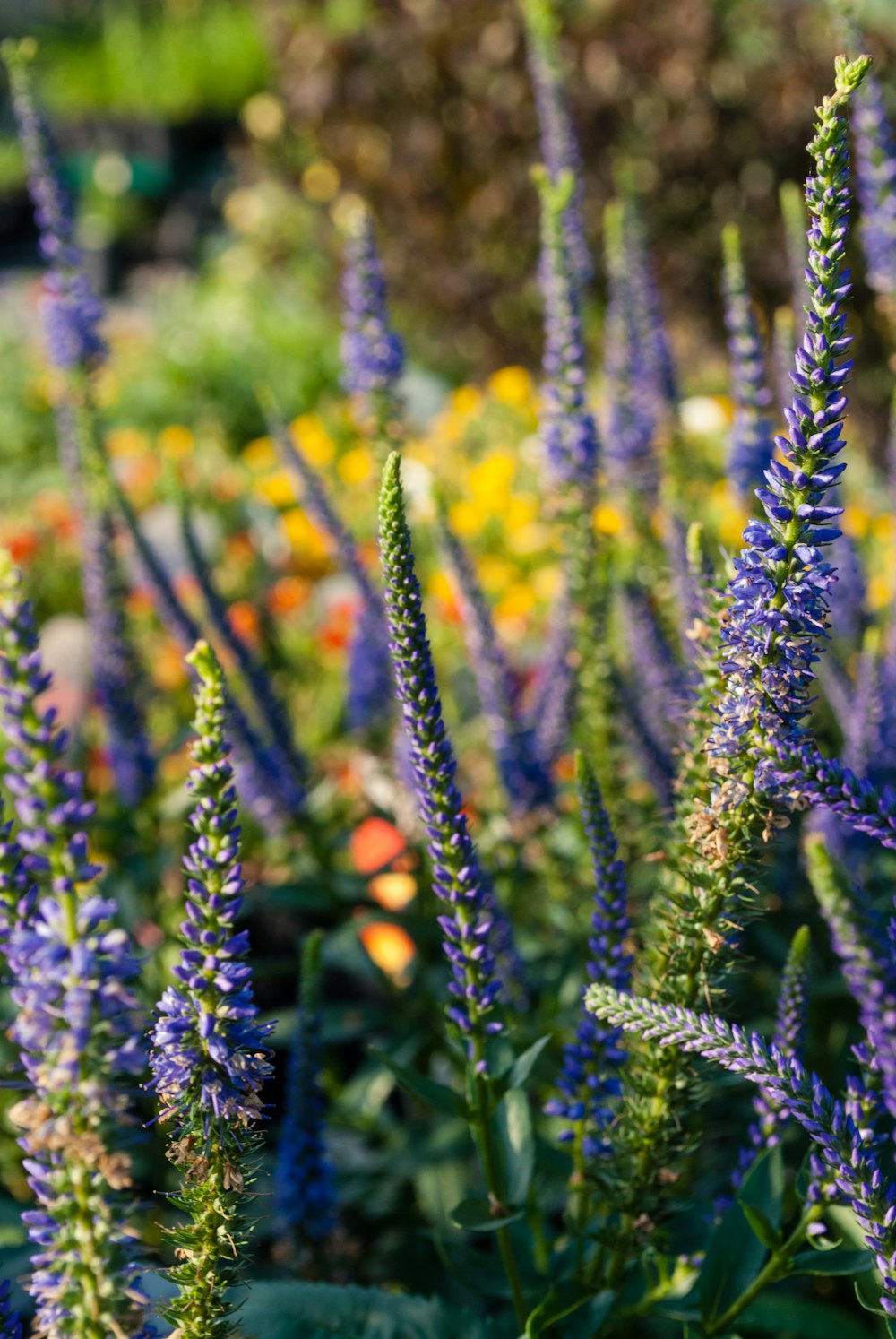 purple flowers in bloom