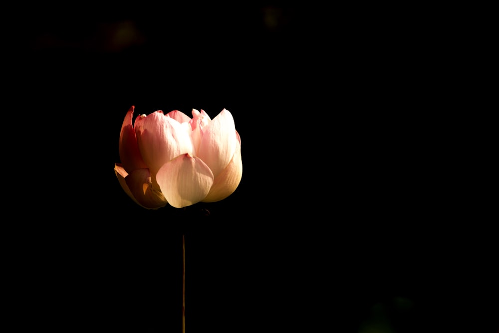 white petaled flower