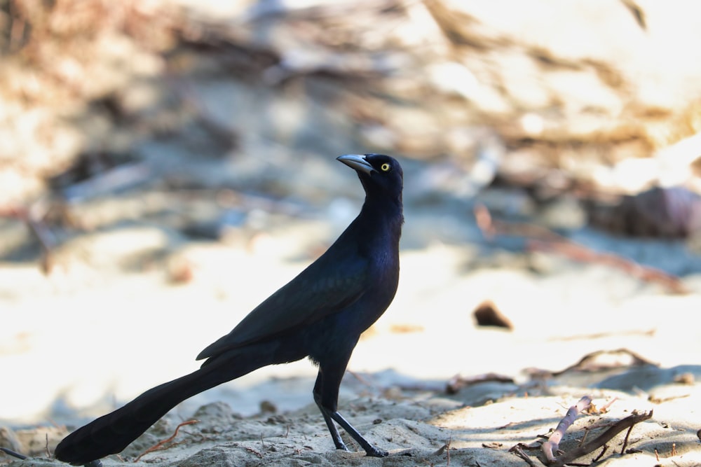 close-up photography of black bird