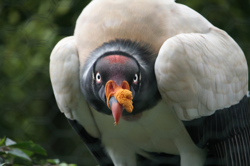 white and black bird