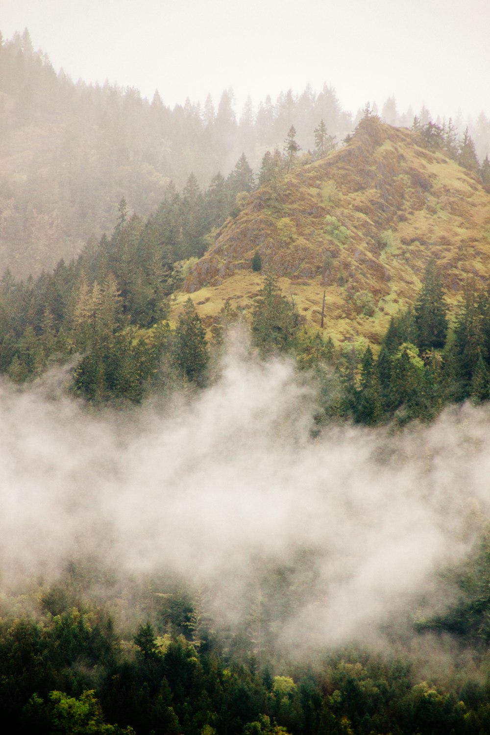 forest covered in fog