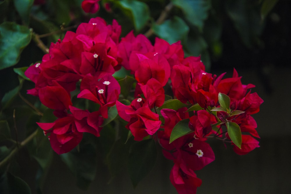 red leafy flowers