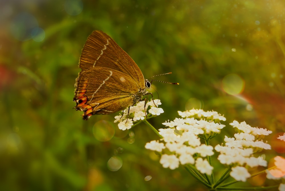 bokeh photography of brown butterfly