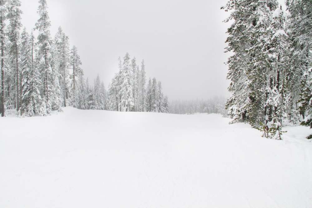 snow field surrounded by trees