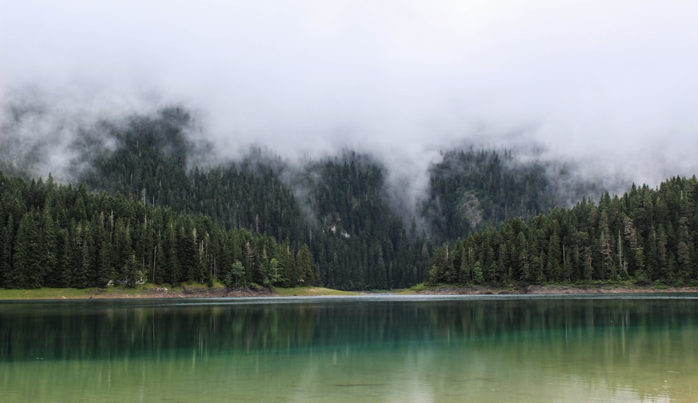 green trees near calm body of water