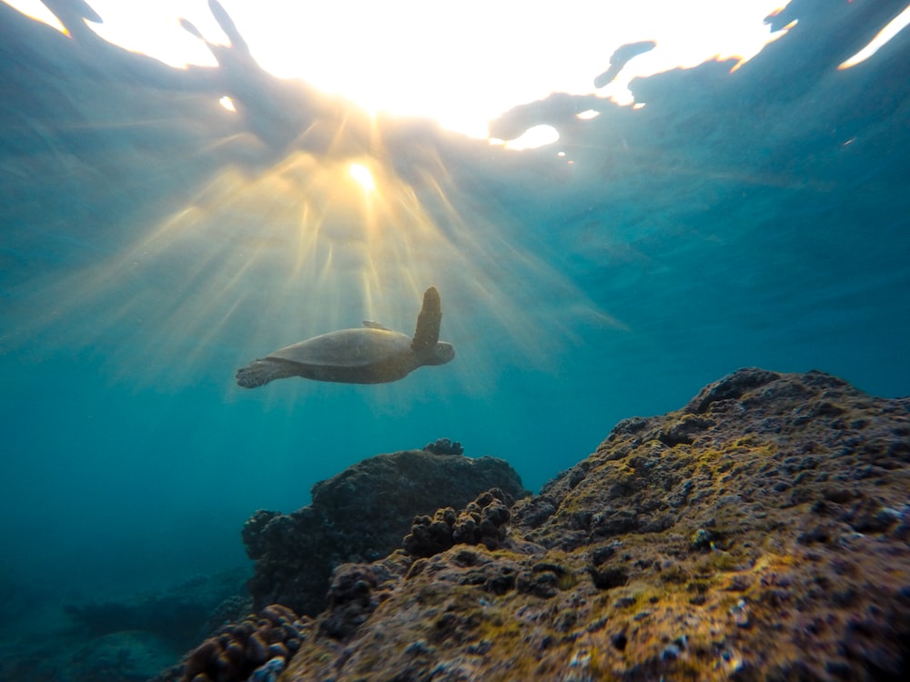 underwater photo of turtle near rock formation during daytime