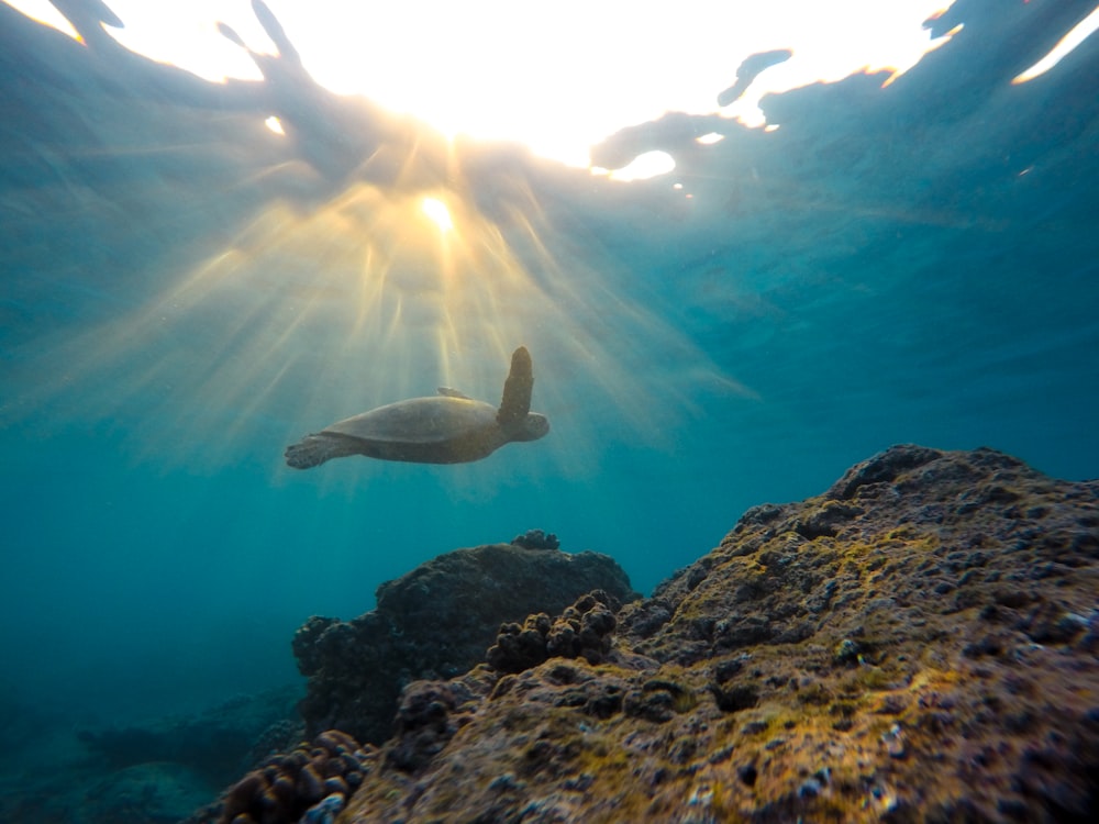 Photo sous-marine d’une tortue près d’une formation rocheuse pendant la journée