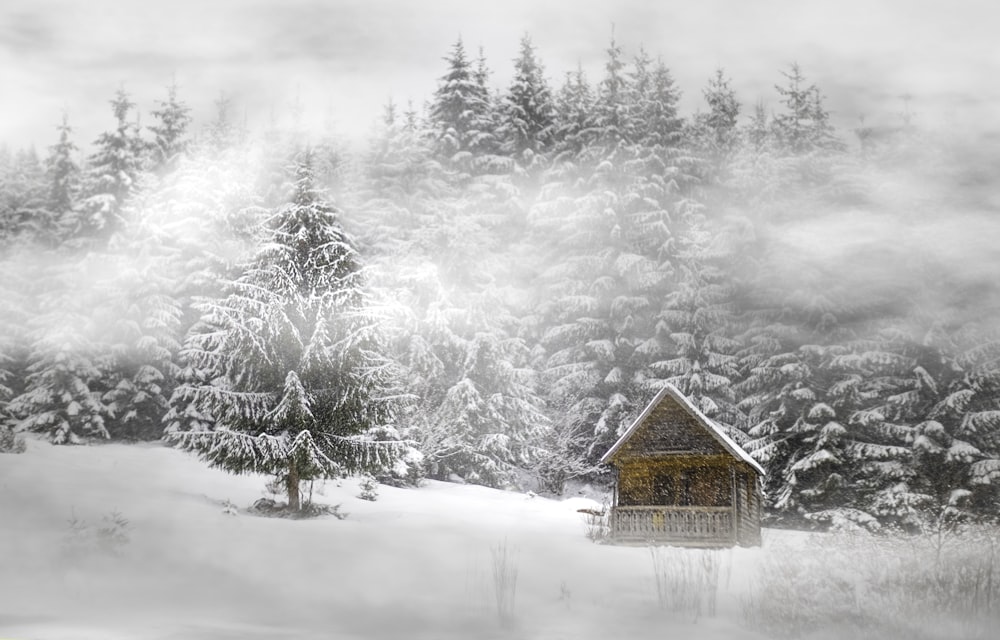 house near trees covered by snow