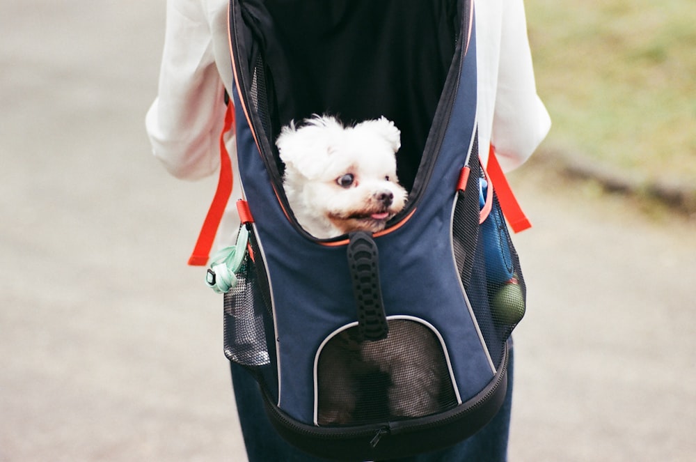 short-coated white dog inside black and blue backpack