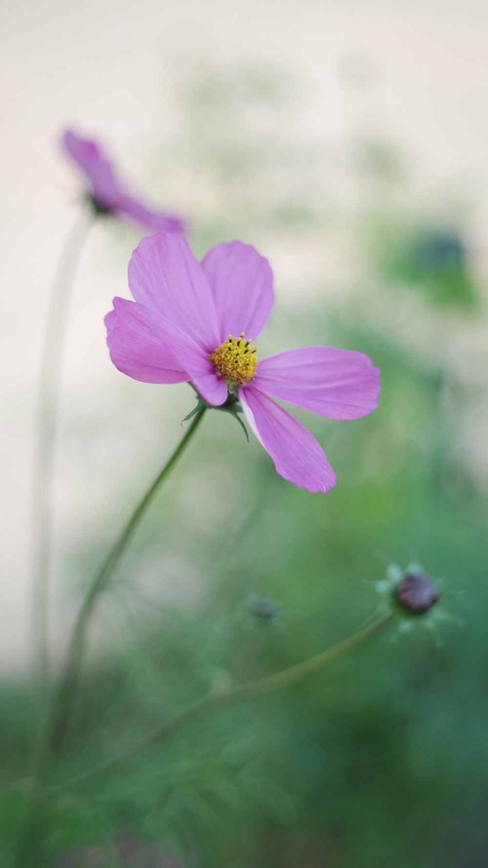 selective focus photo of purple-petaled flower