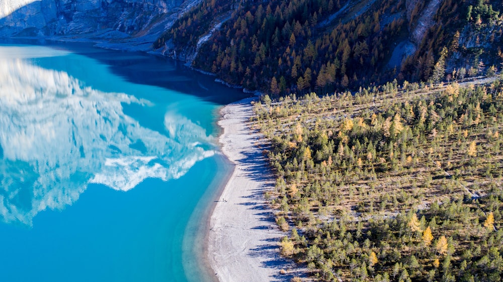 alberi vicino al mare