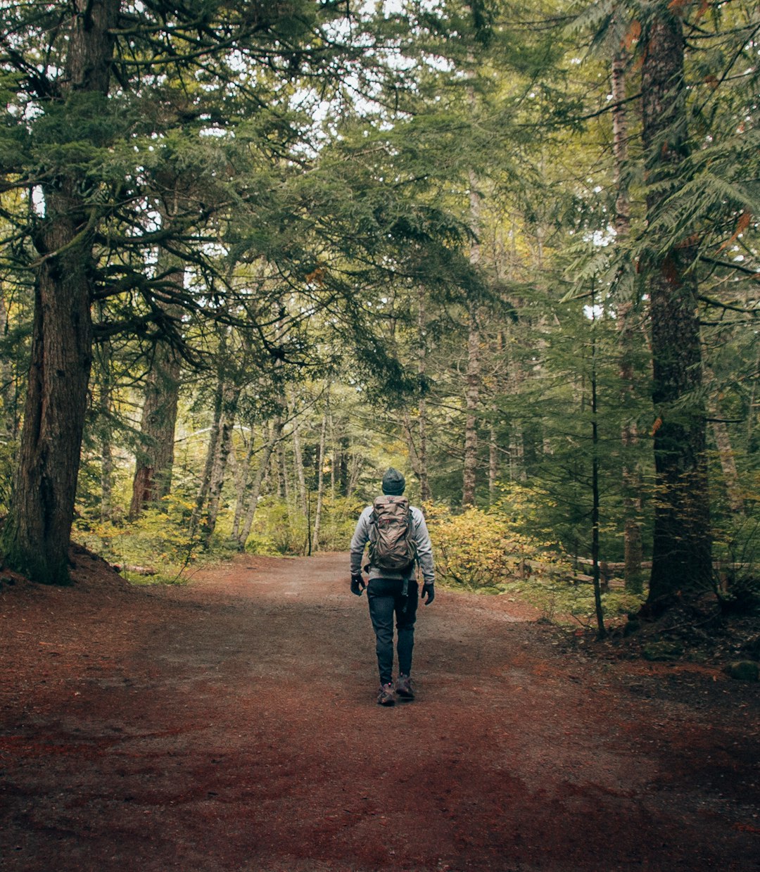 Forest photo spot Brandywine Falls Provincial Park Whistler