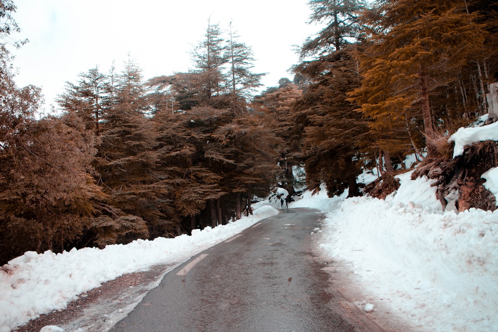 gray road and brown trees during daytime