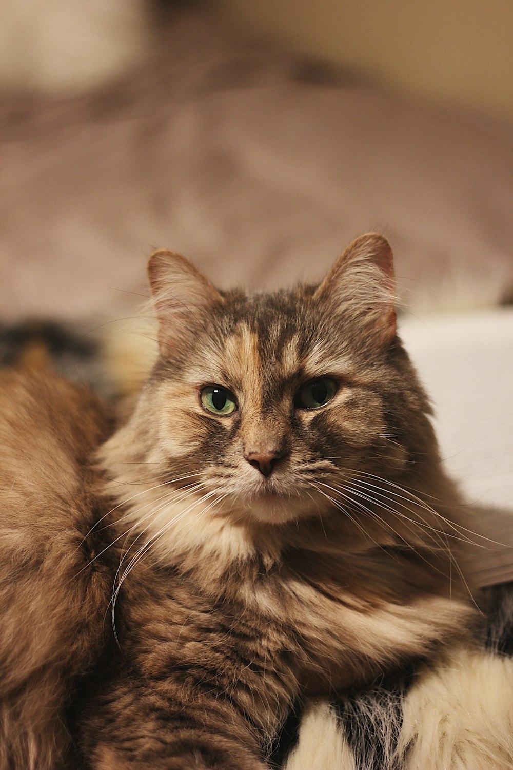brown Persian cat